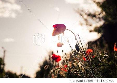 Red poppies glowing in warm sunset light against sunset sky. Atmospheric summer wildflower scene, sun flare and wild nature details. Poppy field Red poppies glowing in warm sunset light against sunset sky. Atmospheric summer wildflower scene, sun flare and wild nature details. Poppy field 141589799