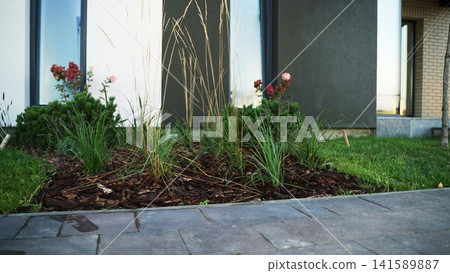 Garden landscaping details with fresh mulch, green plants, and ornamental grasses next to a contemporary house facade and sidewalk Garden landscaping details with fresh mulch, green plants, and ornamental grasses next to a contemporary house facade and sidewalk 141589887
