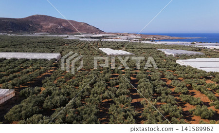 Aerial view of an agricultural olive plantation with greenhouses thriving by the sea and a barren mountain 141589962