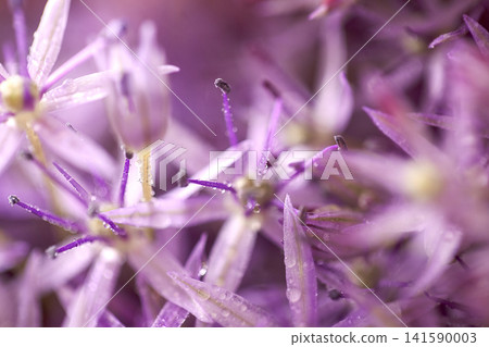Close-up of delicate purple flowers with fine petals and droplets of water, showcasing intricate details and textures in a natural setting Close-up of delicate purple flowers with fine petals and droplets of water, showcasing intricate details and textures in a natural setting 141590003