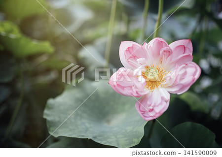 Pink lotus flower in full bloom surrounded by green leaves in a serene aquatic environment with soft sunlight filtering through Pink lotus flower in full bloom surrounded by green leaves in a serene aquatic environment with soft sunlight filtering through 141590009