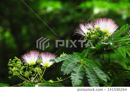 Dark pink colorful flower blooming beautifully 141590264