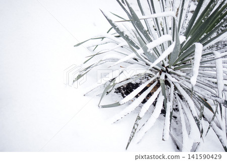Green spiky yucca plant covered in snow, with snowflakes resting on its leaves, against a white snowy background creating a serene winter scene Green spiky yucca plant covered in snow, with snowflakes resting on its leaves, against a white snowy background creating a serene winter scene 141590429