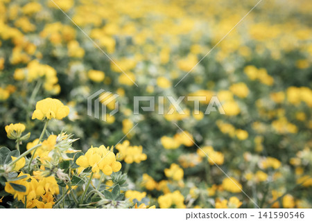 Vibrant field of yellow flowers in full bloom, surrounded by lush green foliage, creating a serene and picturesque natural landscape for relaxation and inspiration Vibrant field of yellow flowers in full bloom, surrounded by lush green foliage, creating a serene and picturesque natural landscape for relaxation and inspiration 141590546