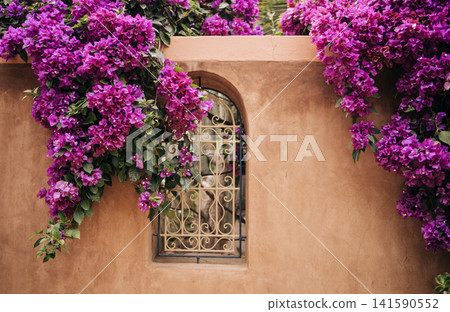 Vibrant bougainvillea flowers cascade over a textured clay wall, framing an ornate window, creating a stunning visual contrast in a serene outdoor setting with natural beauty Vibrant bougainvillea flowers cascade over a textured clay wall, framing an ornate window, creating a stunning visual contrast in a serene outdoor setting with natural beauty 141590552