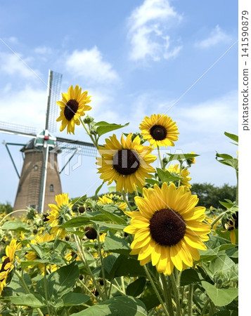 Sunflower of summer Sunflower of summer 141590879