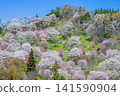Cherry blossoms in Futanda, Ogawa Village, Nagano Prefecture 141590904