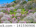 Cherry blossoms in Futanda, Ogawa Village, Nagano Prefecture 141590906