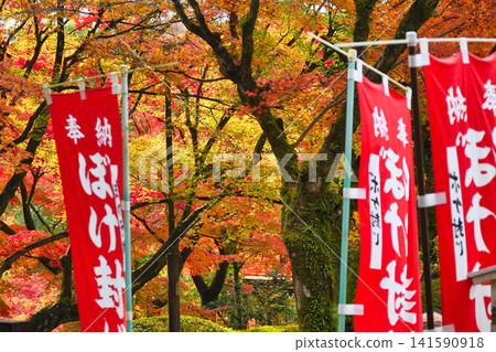 京都今熊野觀音寺:美麗的紅葉(京都府京都市東山區) 京都今熊野觀音寺:美麗的紅葉(京都府京都市東山區) 141590918