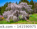 Nagano Prefecture, Kamitakai District, Takayama Village: Weeping cherry tree in the water 141590975