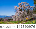 Nagano Prefecture, Kamitakai District, Takayama Village: Weeping cherry tree in the water 141590976