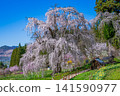 Nagano Prefecture, Kamitakai District, Takayama Village: Weeping cherry tree in the water 141590977