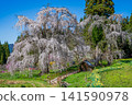 Nagano Prefecture, Kamitakai District, Takayama Village: Weeping cherry tree in the water 141590978
