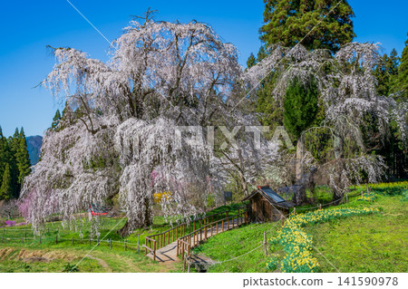 Nagano Prefecture, Kamitakai District, Takayama Village: Weeping cherry tree in the water 141590978