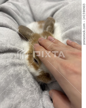 The baby rabbit closes its eyes, looking pleased as it is petted. The baby rabbit closes its eyes, looking pleased as it is petted. 141590983