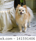 German Spitz Pomerian 141591406