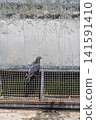 Pigeon Water Wall 141591410