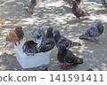 Pigeons Water Bucket 141591411