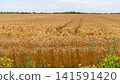 Yellow Wheat Crops Summer 141591420