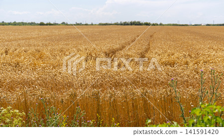 Yellow Wheat Crops Summer Yellow Wheat Crops Summer 141591420
