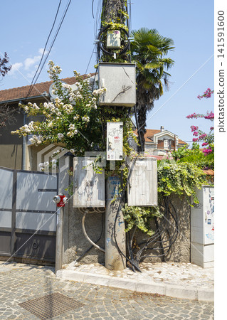 A utility pole covered in electrical wires and green vines in Podgorica, Montenegro 141591600