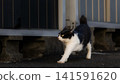 A stray cat (black and white with a split face) stretches its body. 141591620