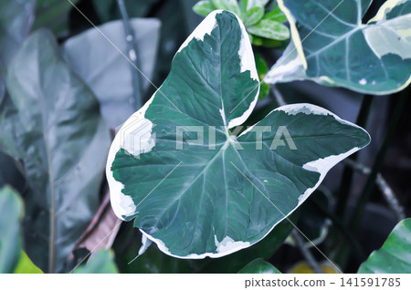 Xanthosoma sagittifolium L Schott Albomarginata or Albomarginata, Araceae  or XANTHOSOMA or Mickey Mouse Plant 141591785