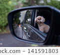 玩具貴賓犬從車窗外偷看 141591803