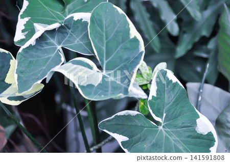 Xanthosoma sagittifolium L Schott Albomarginata or Albomarginata, Araceae or XANTHOSOMA or Mickey Mouse Plant Xanthosoma sagittifolium L Schott Albomarginata or Albomarginata, Araceae or XANTHOSOMA or Mickey Mouse Plant 141591808
