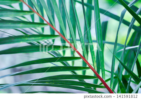 Cyrtostachys renda Blume, Cyrtostachys renda palm or Cyrtostachys Renda Red Wax or Lipstick Palm or Maharajah Palm or ARECACEAE or red plant Cyrtostachys renda Blume, Cyrtostachys renda palm or Cyrtostachys Renda Red Wax or Lipstick Palm or Maharajah Palm or ARECACEAE or red plant 141591812