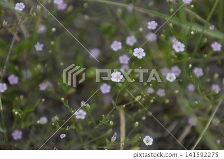 Small pink wildflowers blooming in a natural meadow during daylight, macro view of delicate tiny spring blossoms with green grass and blurred background. Small pink wildflowers blooming in a natural meadow during daylight, macro view of delicate tiny spring blossoms with green grass and blurred background. 141592275