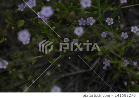 Small pink wildflowers blooming in a natural meadow during daylight, macro view of delicate tiny spring blossoms with green grass and blurred background. Small pink wildflowers blooming in a natural meadow during daylight, macro view of delicate tiny spring blossoms with green grass and blurred background. 141592276