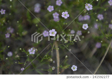 Small pink wildflowers blooming in a natural meadow during daylight, macro view of delicate tiny spring blossoms with green grass and blurred background. Small pink wildflowers blooming in a natural meadow during daylight, macro view of delicate tiny spring blossoms with green grass and blurred background. 141592277