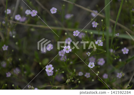 Small pink wildflowers blooming in a natural meadow during daylight, macro view of delicate tiny spring blossoms with green grass and blurred background. Small pink wildflowers blooming in a natural meadow during daylight, macro view of delicate tiny spring blossoms with green grass and blurred background. 141592284
