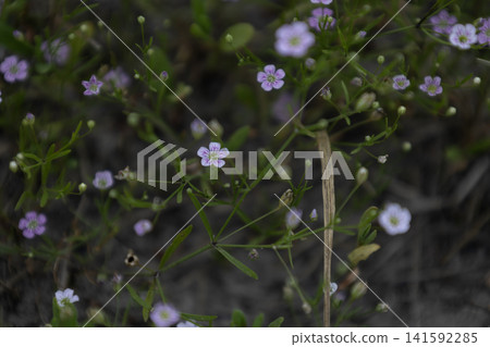 Small pink wildflowers blooming in a natural meadow during daylight, macro view of delicate tiny spring blossoms with green grass and blurred background. Small pink wildflowers blooming in a natural meadow during daylight, macro view of delicate tiny spring blossoms with green grass and blurred background. 141592285