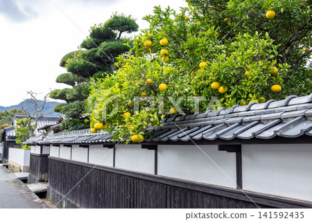 一幅風景如畫、典型的日本景象:城堡小鎮的白色土牆外,金黃的夏日橘子成熟飽滿。 一幅風景如畫、典型的日本景象:城堡小鎮的白色土牆外,金黃的夏日橘子成熟飽滿。 141592435