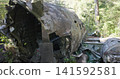 Bomber airplane wreck lying in a lush green mossy temperate forest 141592581