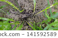 Ants creating ant hill nest in garden soil 141592589