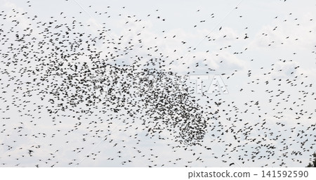 Gathering of individual birds to forage Gathering of individual birds to forage 141592590