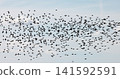 Gathering of individual birds to forage 141592591