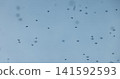 Mosquito swarm at summer in the sky 141592593