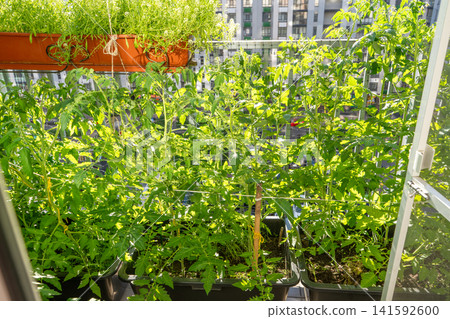 Tomato Plants Growing in Pots on Apartment Balcony Garden. Hobby house planting. Tomatoes green leaves seedling Tomato Plants Growing in Pots on Apartment Balcony Garden. Hobby house planting. Tomatoes green leaves seedling 141592600
