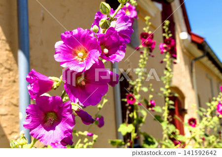 Blooming hollyhocks along yellow farmhouse wall in Denmark Blooming hollyhocks along yellow farmhouse wall in Denmark 141592642