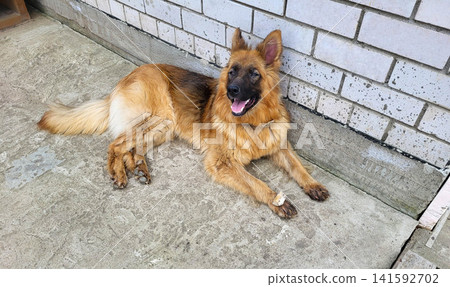 On a very hot summer day, a German Shepherd lies on a concrete path near a house On a very hot summer day, a German Shepherd lies on a concrete path near a house 141592702