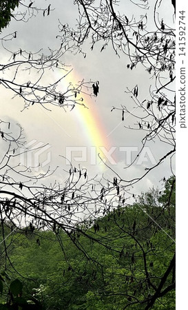 A rainbow seen through the branches A rainbow seen through the branches 141592744