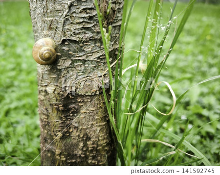 A snail on textured bark amidst fresh green grass A snail on textured bark amidst fresh green grass 141592745