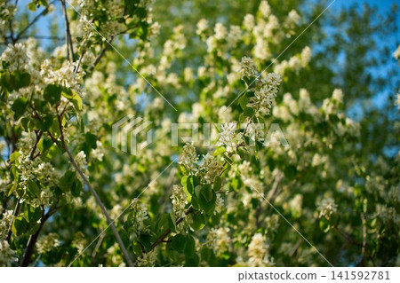 Blooming amelanchier tree branches in spring Blooming amelanchier tree branches in spring 141592781