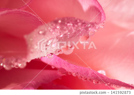 A serene macro on the velvety texture of a rose and clear water beads A serene macro on the velvety texture of a rose and clear water beads 141592873