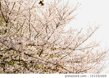 A wild bird takes flight from the fully bloomed cherry blossoms. A wild bird takes flight from the fully bloomed cherry blossoms. 141592889