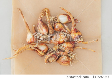 Top view. Zephyranthes seeds for garden on paper background. Bulb seeds in gardening. Tropical bulbous plants. Floral gardening 141592954
